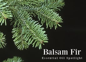 Balsam-Fir-Essential-Oil-Spotlight.jpg Balsam-Fir-Essential-Oil-Spotlight.jpg