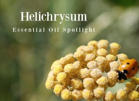 Helichrysum Essential Oil Spotlight
