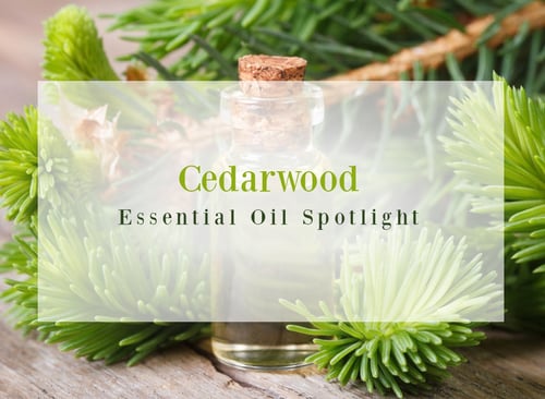 Cedarwood Essential Oil Uses