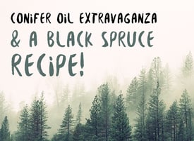 Conifer-Oil-Extravaganza-and-A-Black-Spruce-Recipe-900x900-V1.jpg Conifer-Oil-Extravaganza-and-A-Black-Spruce-Recipe-900x900-V1.jpg