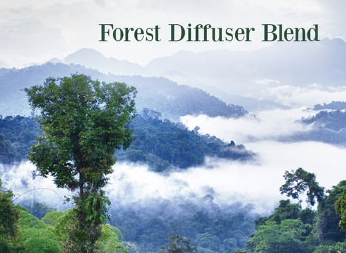 Cypress Oil Diffuser Blend
