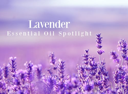 Lavender Essential Oil Uses