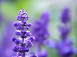 Lavender-close-1.jpg Lavender-close-1.jpg