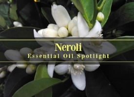 Neroli-Essential-Oil-Spotlight-300.jpg Neroli-Essential-Oil-Spotlight-300.jpg