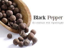black-pepper-spotlight-500.jpg black-pepper-spotlight-500.jpg