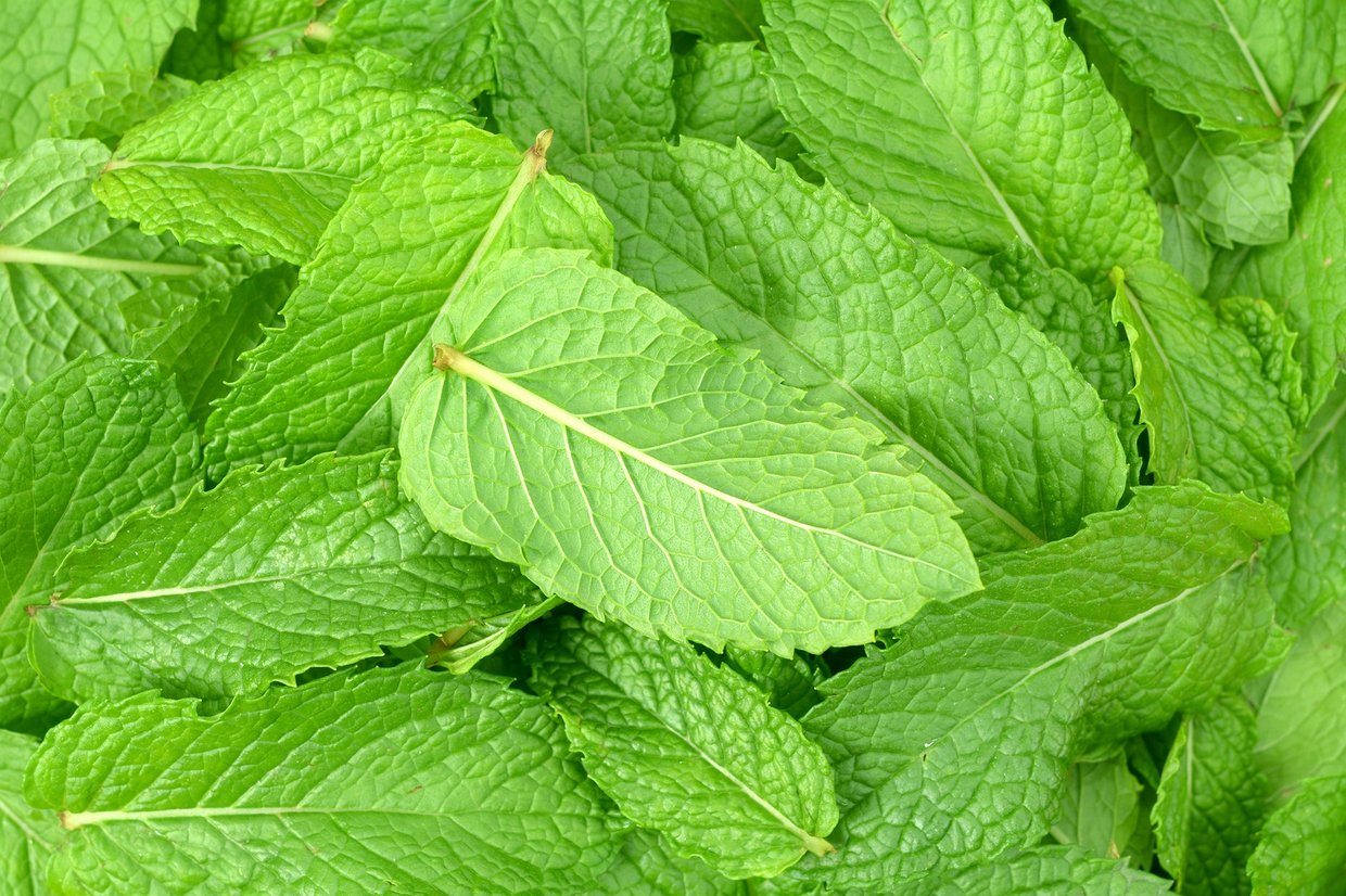 Peppermint